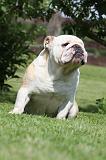 BULLDOG ANGLAIS 036